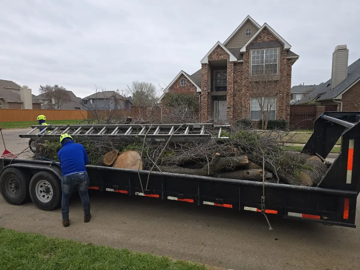 Expert Tree Pest Control with proper safety equipment in Danbury